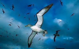 Animal Wallpaper Dom Of Flying Seagulls HD Desktop