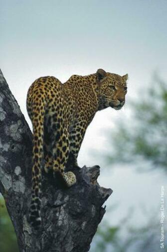 Screensaver Big Cats Cosmo Cat S Home