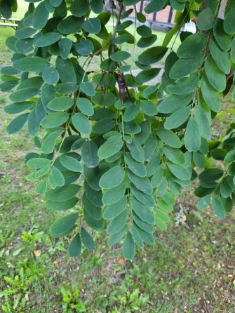 The Beautiful Black Locust Tree Wallpaper
