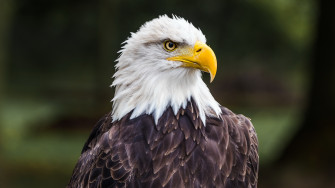 Bald Eagle Face 4k UHD Wallpaper Image