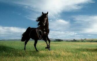 Pics Photos Wild Horses Wallpaper Desktop Fwhtgx