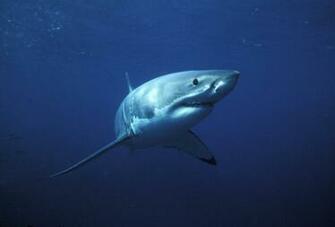 Funny Stuff About Animals Nature Great White Shark Wallpaper HD