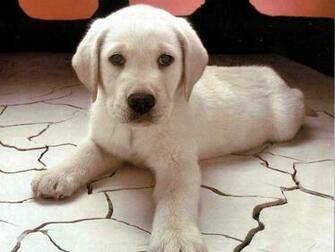 Puppy Labrador Retriever The Dog Wallpaper Best