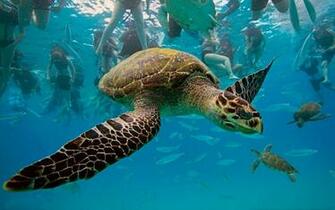 Top Wallpaper Sea Turtles