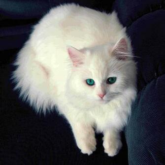 White Cat Wallpaper