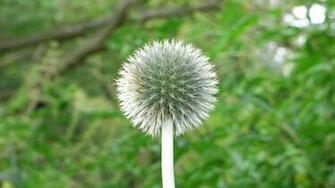 Thistle Flowers Wallpaper