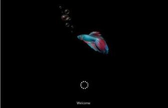 Windows Betta Fish Boot Screen For Tech Stuffs