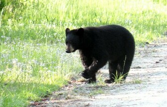 Black Bear Background