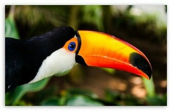 Toucan Wallpaper