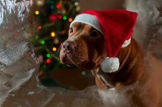 Beautiful Christmas Photo Pidbul Dog Breed In A Funny Hat Of Santa
