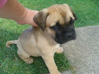 Types Of Bullmastiff Dogs High Resolution Wallpaper