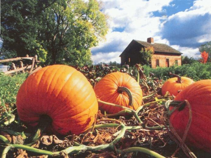 Thanksgiving And Autumn Desktop Wallpaper