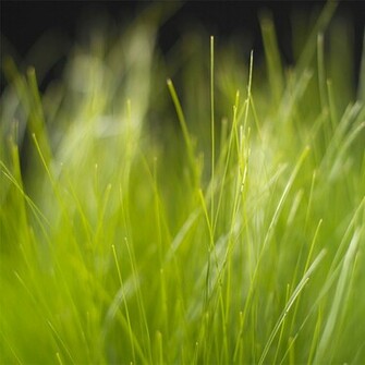 Green Grass iPad Wallpaper To