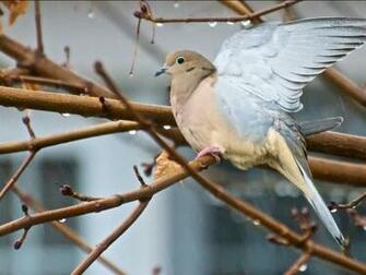 Dove In Rain Desktop Wallpaper Live HD Hq Pictures Image