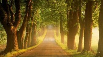 Wonderful Path Wallpaper