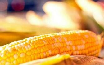 Corn HD Wallpaper