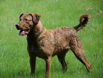 Chesapeake Bay Retriever Pictures Wallpaper