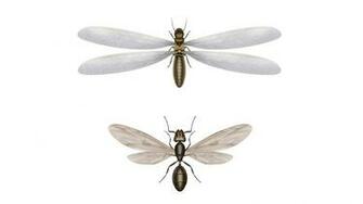 Image Of Termites Without Wings Pictures Show With Termite Vs Ant