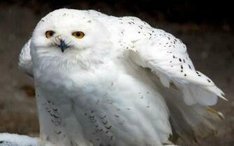 Snowy Owl Wallpaper