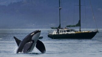 Killer Whale Yacht Orca Ship Boat Wallpaper