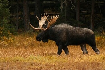 Image Of Moose Elk Bighorn Sheep Mule Deer Bison Mountain Goat