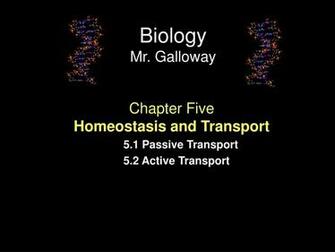 Ppt Chapter Five Homeostasis And Transport Passive