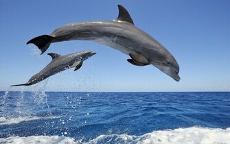 Common Bottlenose Dolphins Desktop And Mobile Wallpaper Wallippo