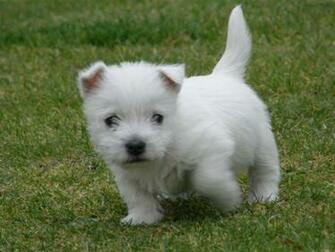 Westie Puppy Wallpaper The