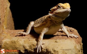 Central Bearded Dragon Wallpaper