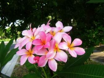 Pink Plumeria Frangipani Temple Tree