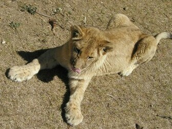 Baby Lions Wallpaper Lion Cub