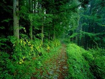 Hillspix Forest HD Wallpaper