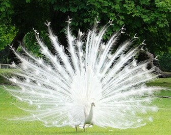 White Peacock Wallpaper Zoom