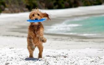 Dog On The Beach Wallpaper And Image Pictures Photos