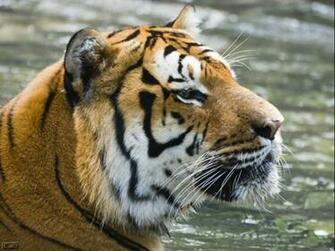 Best Wallpaper Zoo Animals