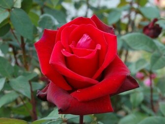 Rosa Barkarole Red Rose Flower Wallpaper Jpg