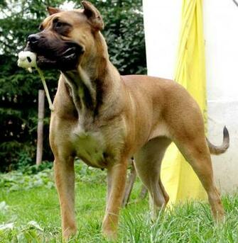 Alano Espa Ol Dog With Toy Photo And Wallpaper Beautiful
