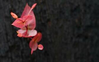 Pink And Grey Wallpaper