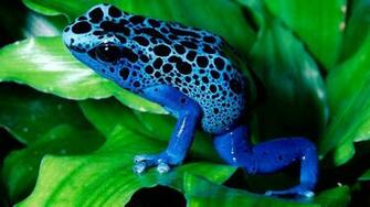 Frogs Animals Nature Amphibians Wallpaper Gallery