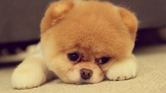 Cutest Dog In The World Wedding Inspirations