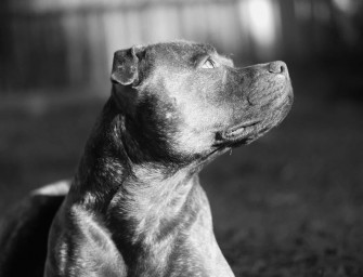 Black Pitbull 0tjxa3z80gu785xm Wallpaper
