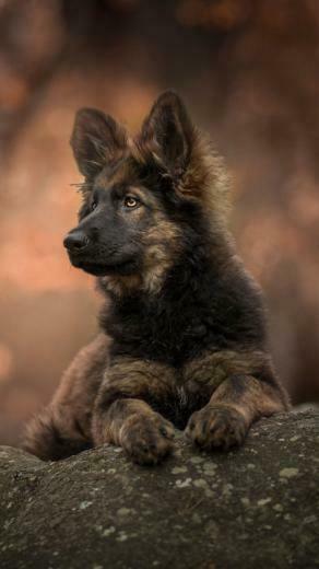 Animal German Shepherd Mobile Wallpaper My Dog