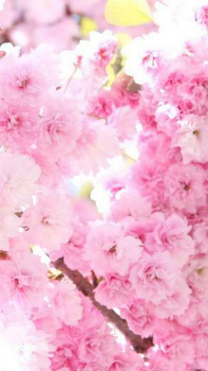 iPhone Wallpaper HD Pink Cherry Blossoms Background
