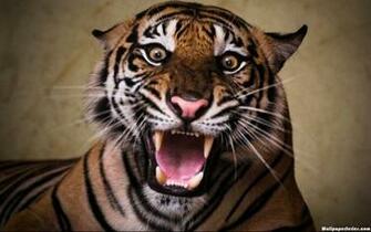 Angry Tiger Face Wallpaper Gallery