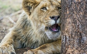 Lioness Wallpaper