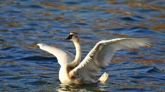 Swan Wallpaper Desktop X