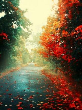 Fallen Leaves In Autumn iPad Mini Wallpaper