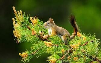 Squirrel Cute Animals Wallpaper HD Rocks