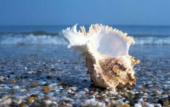 Sea Shell On The Beach Wallpaper HD