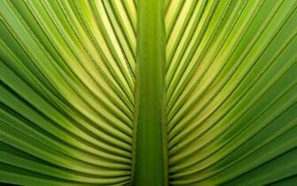 Palm Tree Leaf Wallpaper